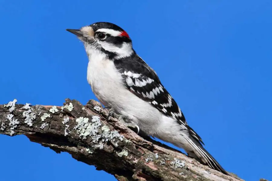 woodpeckers