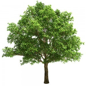 White Oak Tree- Gerry's Favorite Type Of Wood For Fireplace Mantels